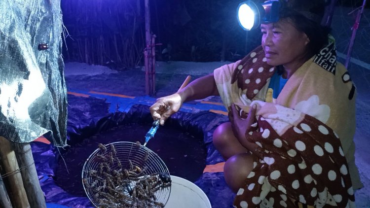 ภูมิปัญญาท้องถิ่น! เปิดเสียง-ไฟล่อ ดักแมงกระชอนหน้าบ้าน ขายทำรายได้ทุกคืน