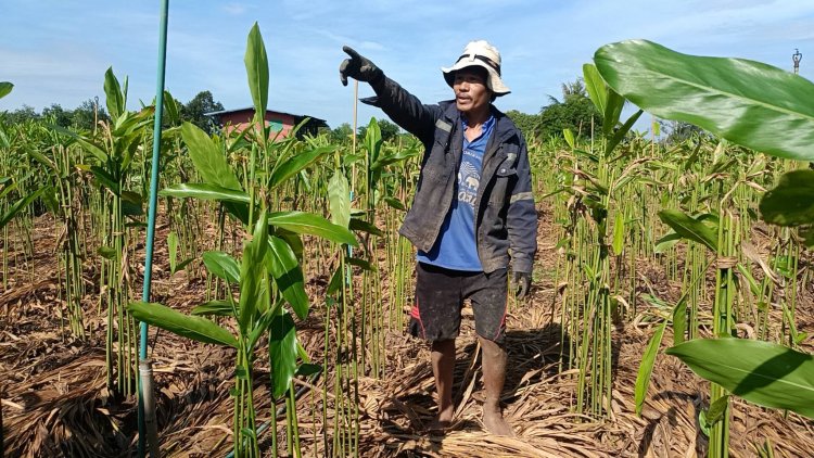 เกษตรกรปราจีนฯต้นแบบปลูกข่าแดงขายรายได้กระฉูดวันละ1,000 กว่าบาท