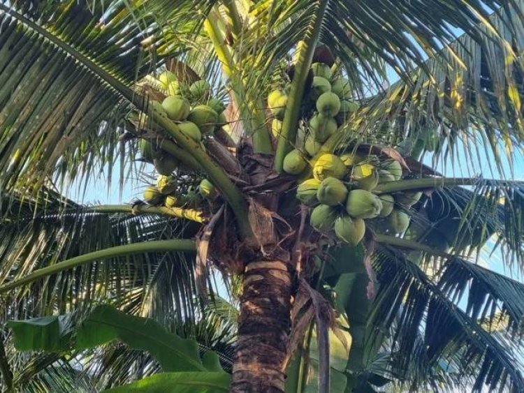 เกษตรกรราชบุรีระทม!ราคามะพร้าวดิ่งเหวเหลือ 2 บาท/ลูก ขาดทุนยับ