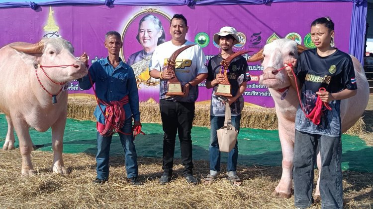 สุดตื่นตา!ปราจีนบุรีจัดงาน "ควายงาน ควายงาม"ส่งเสริมพันธุ์ควายไทย–ยกระดับรายได้เกษตรกร