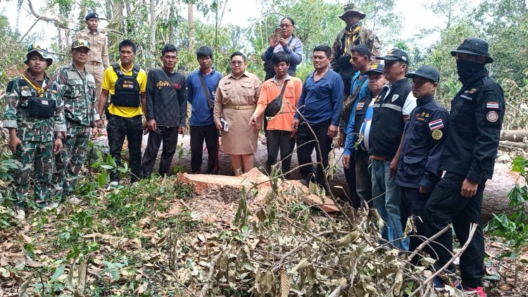 ป่าไม้ร่วมฝ่ายปกครองจับผู้ลักลอบตัดไม้ยางประกาศขายผ่านเฟซบุ๊ก-ผู้ต้องหาแจงไม้ที่ตัดมีเอกสารสิทธิ์