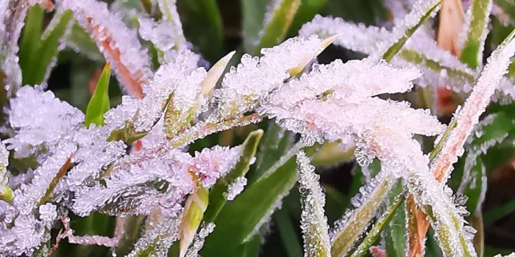 ดอยอินทนนท์ต่ำกว่าจุดเยือกแข็งเหมยขาบขาวโผล่วันที่ 2 อุณหภูมิยอดหญ้า 0.2 องศา