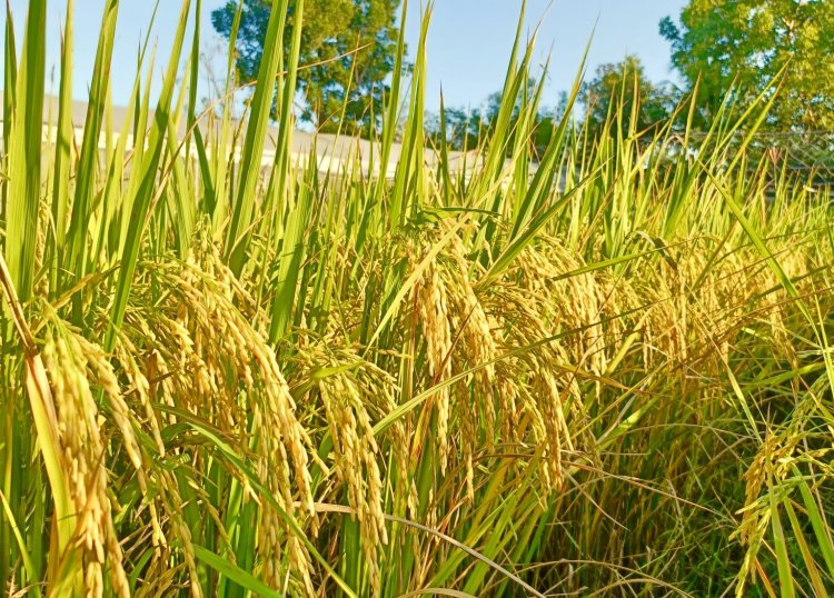 ชาวนายิ้มแกล้มปริ!ข้าวหอมพุ่ง 1.6 หมื่นบาท/ตัน-เปลือกเจ้าตันละ7.2พันบาท