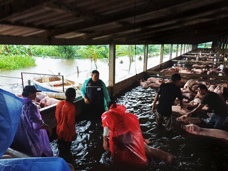 พัทลุงเร่งอพยพ “หมู-ควายน้ำ” แหล่งเลี้ยงรายใหญ่ของภาคใต้พ้นภัยน้ำท่วม