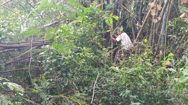 2 ผู้เฒ่า ตา-ยายวิ่งป่าราบหนีตายช้างป่าทับลาน ตาตกใจหลังเจอช้างป่าไอ้งาเดียวหนีพรวดปีนไปติดอยู่บนกอไผ่