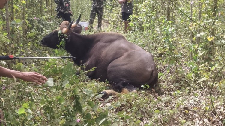 อช.ปางสีดา เร่งช่วยชีวิตกระทิงป่าถูกปืนผูก บาดเจ็บสาหัสทั้ง 2 ขา