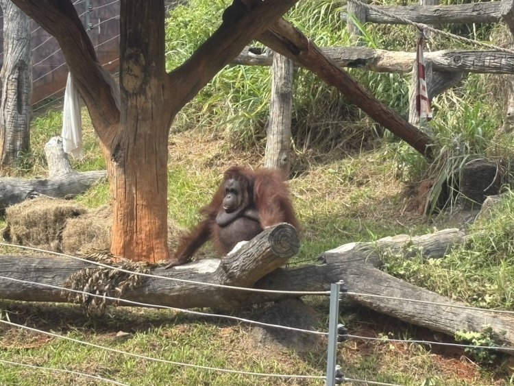 สวนสัตว์โคราชงัดสารพัดวิธีดูแลสัตว์ เพิ่มฟาง–โคมไฟ–น้ำอุ่น พร้อมพาตากแดดคลายหนาว