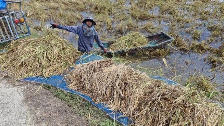 ชาวนาโคราชทุกข์หนัก ทำนาขาดทุน แถมเจอน้ำท่วมนาข้าวหนักสุดรอบ10ปี