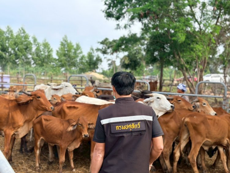 อากาศเปลี่ยนทำสัตว์เลี้ยงอ่อนแอ!ชัยภูมิลุยฉีดวัคซีน "ปากและเท้าเปื่อย" -ทำลายเชื้อโรค