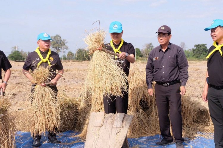 ศรีสะเกษรวมพลังปลูกข้าวในพื้นที่ส่วนพระองค์ฯตามรอยสมเด็จพระกนิษฐาธิราชเจ้า