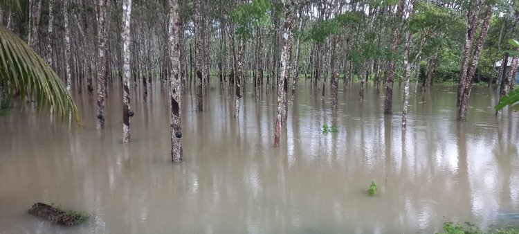 น้ำท่วมภาคใต้ กระทบสวนยางกว่า 4.1 ล้านไร่ สูญกว่า 2 พันล้านบาท