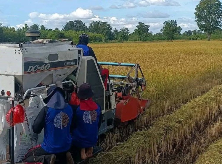 ขายข้าวสด VS แห้ง แบบไหนคุ้มกว่ากัน...!!!