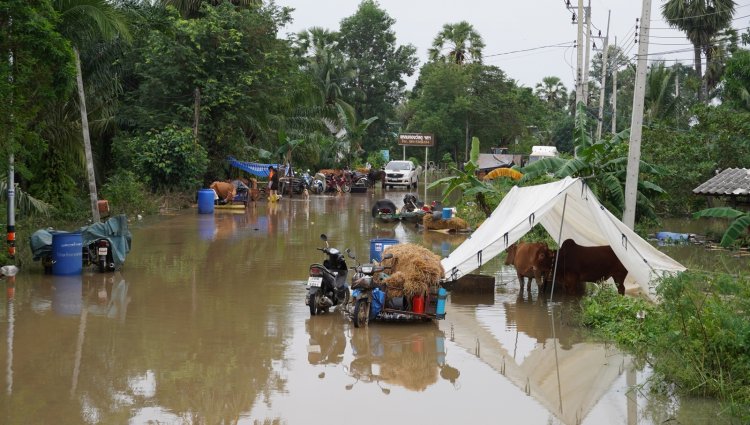 สัตว์ล้มตาย–ฟาร์มจมน้ำ! ปศุสัตว์เปิดเงื่อนไขเยียวยาฉุกเฉินปี 2568 ช่วยเกษตรกรใต้ 9 จังหวัด