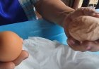 ฮือฮา!!ไข่ไก่ประหลาดมีรอยนูนขึ้นตามลูก คล้ายกับตัวเลข อยู่รอบด้าน