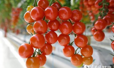 กานซู่เก็บเกี่ยว ‘มะเขือเทศเชอร์รี่’ ผลผลิตล้นโรงเรือนอัจฉริยะ