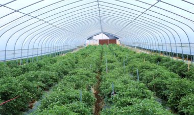 กว่างซีเก็บ ‘พริกจางซู่กั่ง’ ผลผลิตพุ่ง หนุนชุมชนสร้างรายได้มั่นคง