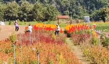 อุทัยธานีอากาศหนาวเย็น นทท.แห่ชมไร่สตรอเบอรี่