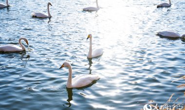 เฉาหยางต้อนรับ ‘หงส์ขาว’ อพยพ นักท่องเที่ยวแห่ชมความงาม