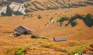 ‘นาขั้นบันไดอวิ๋นเหอ’ เหลืองทองรับฤดูใบไม้ร่วง ดึงนักท่องเที่ยวหลั่งไหลสู่เจ้อเจียง