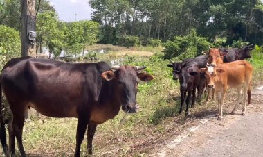 เกษตรกรตรังโอดสัตว์เลี้ยงซูบผอมหญ้าขาดแคลนหลังเกิดน้ำท่วมใหญ่