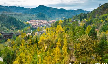 'หมู่บ้านต้นแปะก๊วยโบราณ' ดึงนักเรียน-นักท่องเที่ยวเรียนรู้วิถีธรรมชาติในกุ้ยโจว