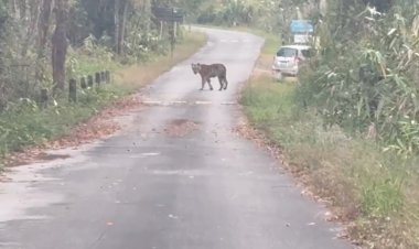 ทับลานปิดผารักษ์สลัดไดชั่วคราวป้องนนท.รับอันตรายจากเสือโคร่งโผล่เพ่นพ่าน