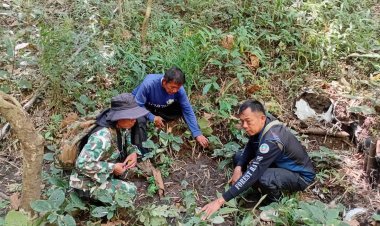 ชาวบ้านแม่กาษผวาดหนัก!พบรอยเท้าเสือโค่รงโผล่บริเวณป่าชุมชนบ้านแม่กึ๊ดหลวง