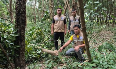 เขมรยิง BM-21 มั่วกระสุนตกหมู่บ้านเดียว 12 ลูกต้นยางหักขาดนับสิบ