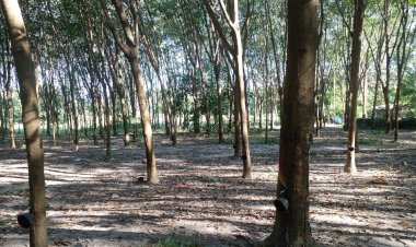 สู้รบเดือด!ไทย-เขมร กระทบชาวสวนยางชายแดนอีสานกว่า5.5หมื่นราย