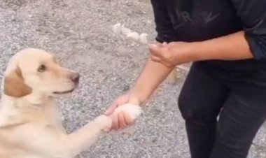 แปลก!น้องหมาแสนรู้อ้อนขอตังค์ซื้อขนม-ลูกชิ้นปิ๊งอาหารโปรดโอชะ