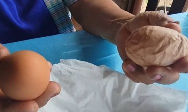 ฮือฮา!!ไข่ไก่ประหลาดมีรอยนูนขึ้นตามลูก คล้ายกับตัวเลข อยู่รอบด้าน