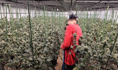 ดส.บุกจับชาวเวียดนามเปิดโกดังปลูกกัญชาเถื่อนยึดต้นกัญชากว่า 1,600 ต้น