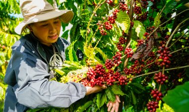 อนาคตกาแฟไทยสดใส ปี'68ผลิตได้ 16,534 ตัน ความต้องการตลาดโลก 10.16 ล้านตัน