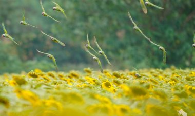 ฝูง "นกแขกเต้า" หลายพันตัว อวดโฉมโผบินฉกกินเมล็ดทานตะวันในไร่มณีศร