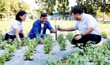 “กะเพราป่า” สร้างความมั่นคงอาหาร ยกระดับเกษตรกรไทย