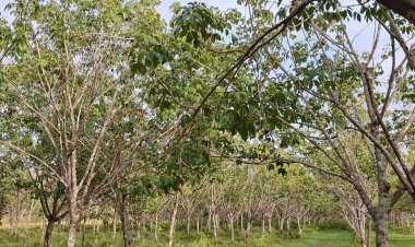 สู้รบชายแดนยืดเยื้อ ชาวสวนโอดกรีดยางไม่ได้รายได้เป็นศูนย์-ไม่มีเงินใช้หนี้