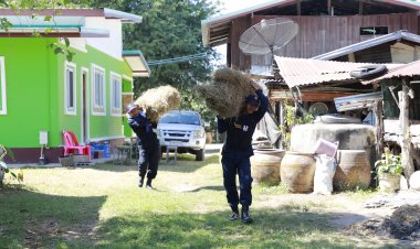 ชรบ.-ผู้นำชุมชนระดมหญ้าแห้ง-อาหารให้สัตว์เลี้ยงเพื่อความอุ่นใจผู้อพยพสู้รบชายแดน