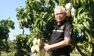 ชาวสวนมะม่วงเฮ!ผลผลิตดีราคาพุ่งรับอานิสงส์ปิดด่านไทย-กัมพูชา