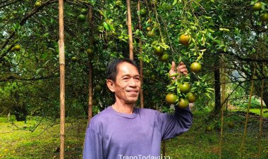 ส้มโชกุนตรังคึกคัก!ยอดจองทะลักรับเทศกาล "ปีใหม่–ตรุษจีน" แล้วเกือบ 2 ตัน