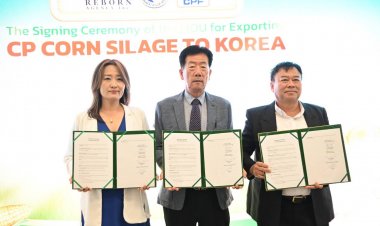 ซีพีเอฟ ร่วมมือสมาคมโคเนื้อฮันวูแห่งชาติเกาหลีใต้ ผลักดันการใช้ข้าวโพดหมักคุณภาพสูง