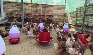 "ฟาร์มไก่ไข่" เข้มมาตรการป้องกัน "ไข้หวัดนก" ย้ำไข่ไก่ของไทยปลอดภัย–มีเพียงพอ