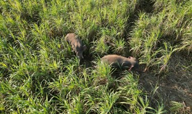 ผวายกหมู่บ้าน!ช้างป่าอ่างฤาไนข้ามฝั่งจากแปดริ้วมาหากินไกลถึงปราจีนฯบุกพังรั้วโรงเรียน-รั้วชาวบ้าน