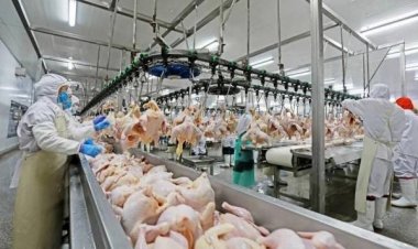 นายกสมาคมไก่หวั่นค่าบาทแข็งเกินไปสร้างวิกฤตใหญ่ส่งออกครึ่งปีหลัง 69