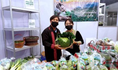 “สหกรณ์ภูทับเบิก” ดันผักปลอดภัย–อินทรีย์ สู่โมเดิร์นเทรด ยกระดับมาตรฐาน GAP เพิ่มรายได้