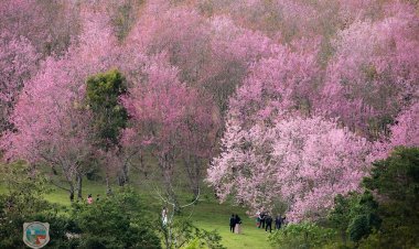 “นางพญาเสือโคร่ง” ภูลมโล บานสะพรั่งสีชมพูอวดโฉมนักท่องเที่ยวรับปีใหม่