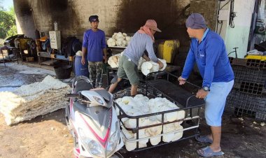 ชาวสวนยาง อ.บ้านกรวด จำใจขายยางหลังสู้รบ ราคาต่ำ ต้องใช้เงินช่วงปีใหม่