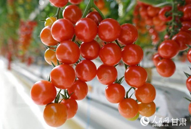 กานซู่เก็บเกี่ยว ‘มะเขือเทศเชอร์รี่’ ผลผลิตล้นโรงเรือนอัจฉริยะ