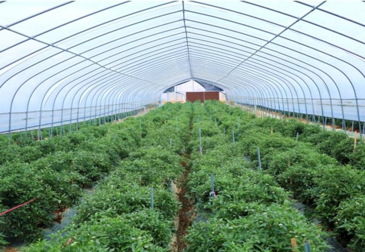 กว่างซีเก็บ ‘พริกจางซู่กั่ง’ ผลผลิตพุ่ง หนุนชุมชนสร้างรายได้มั่นคง