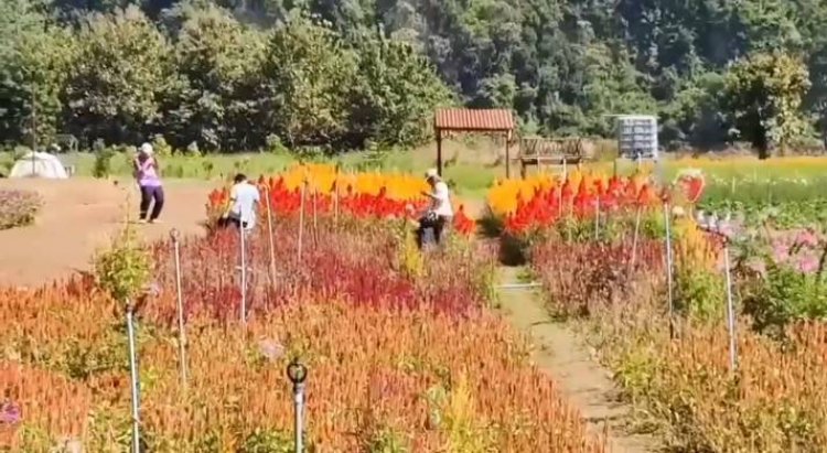 อุทัยธานีอากาศหนาวเย็น นทท.แห่ชมไร่สตรอเบอรี่คึกคัก