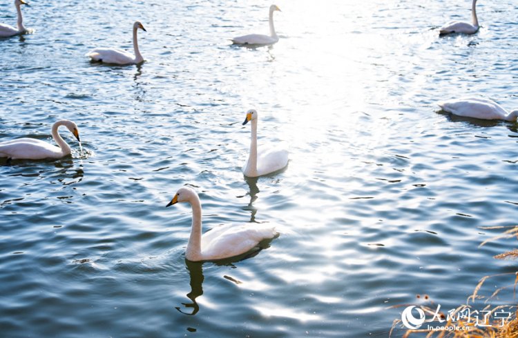 เฉาหยางต้อนรับ ‘หงส์ขาว’ อพยพ นักท่องเที่ยวแห่ชมความงาม